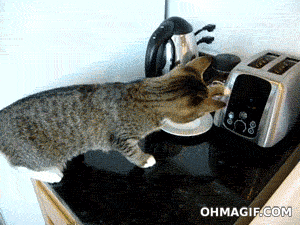 cat-afraid-toaster